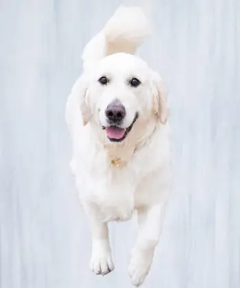 Huxley_Office Support Dog